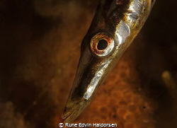 A fifteen spined stickleback is watching his eggs. by Rune Edvin Haldorsen 